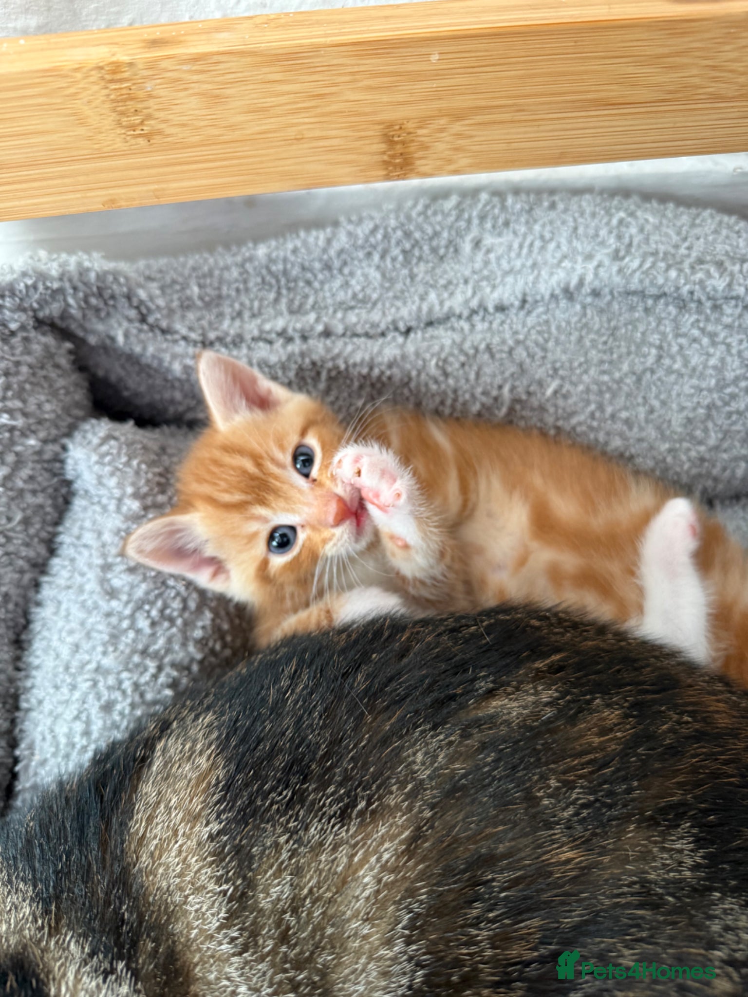 Mixed Breed cats for sale: Beautiful Kittens Looking for a forever home  - Advert 4