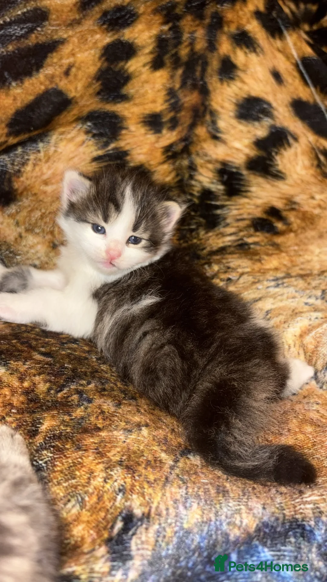 Mixed Breed cats for sale: Beautiful kittens ready to go to new homes in July - Advert 2
