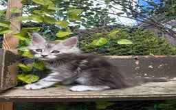 Maine Coon cats for sale: Maincoon kittens ready now  - Image 4