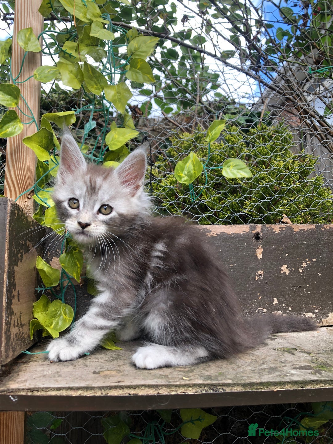 Maine Coon cats for sale: Maincoon kittens ready now  - Image 4