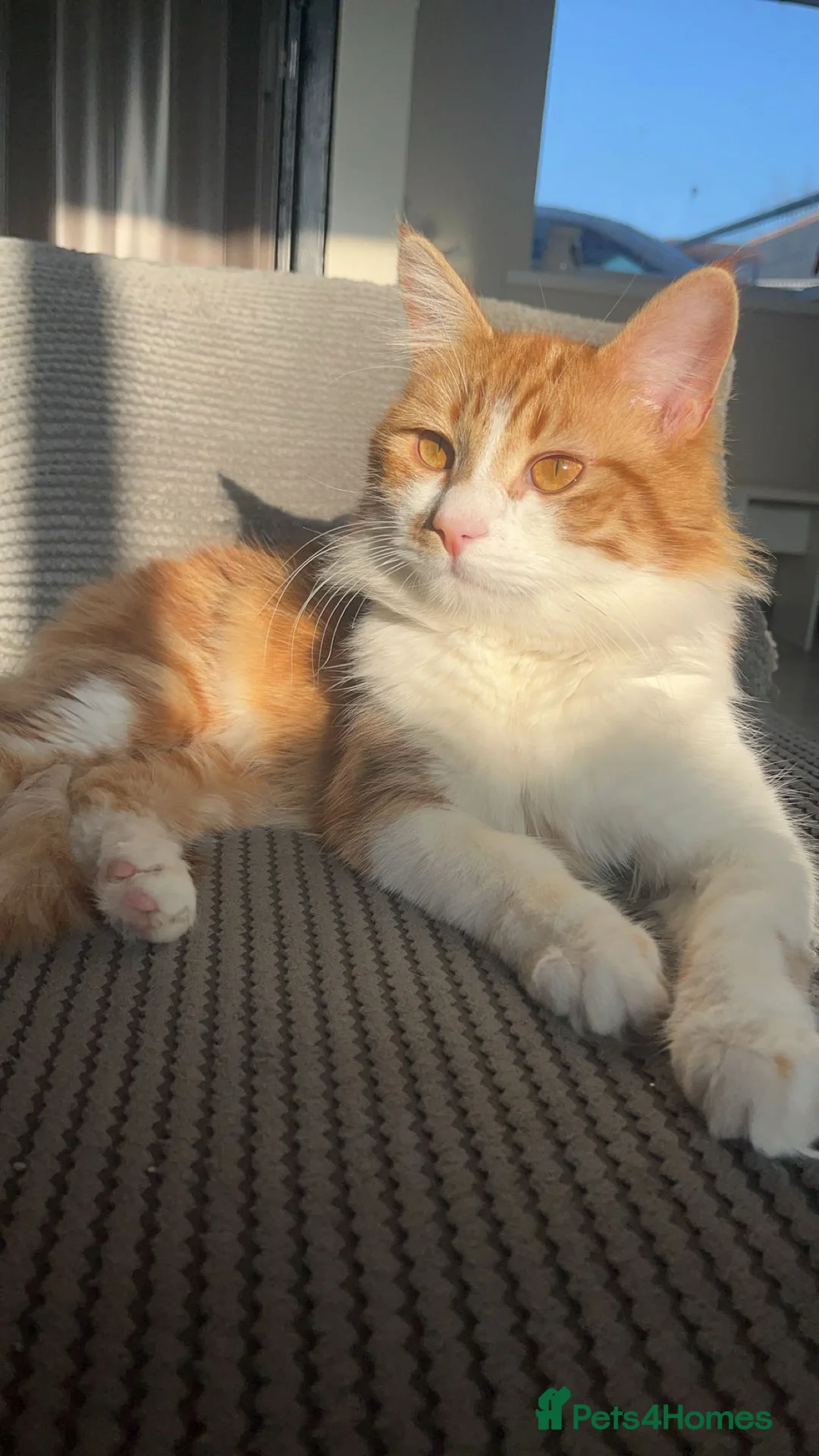 Mixed Breed cats for sale: Half Maine coon kittens calico  - Advert 7