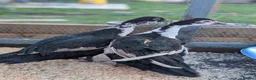Ducks poultry for sale: 2 Muscovy females in Corby - Advert 4