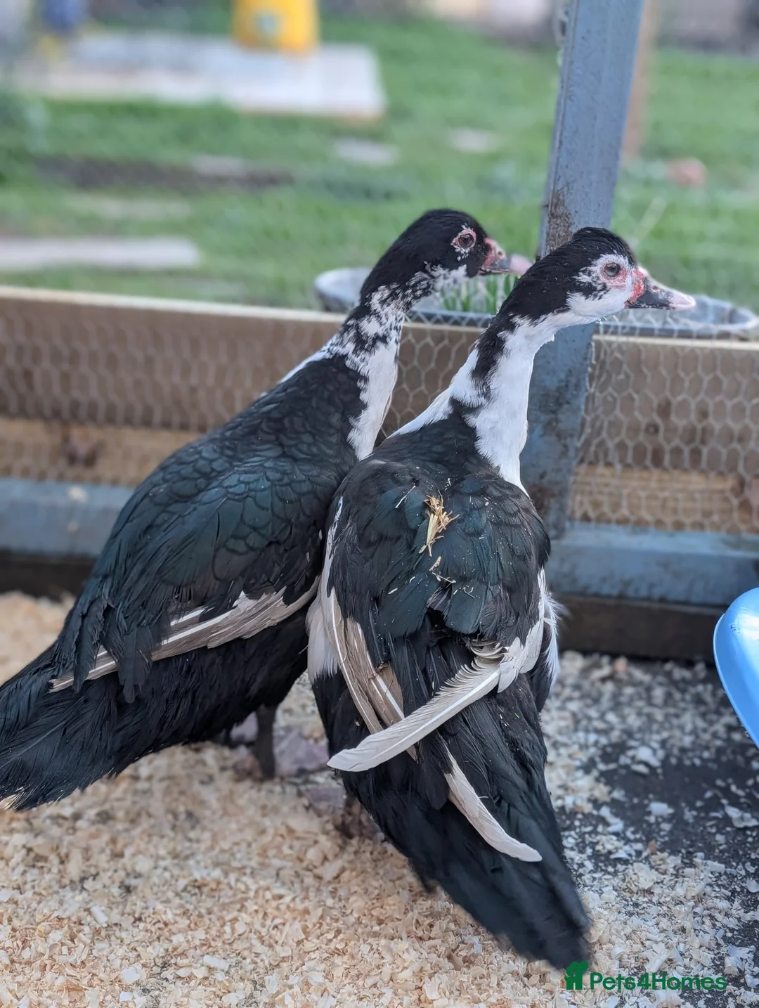 Ducks poultry for sale: 2 Muscovy females in Corby - Advert 4