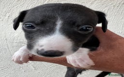 Whippet dogs for sale: Whippet puppies Ready soon! 5 BOYS left  - Image 7