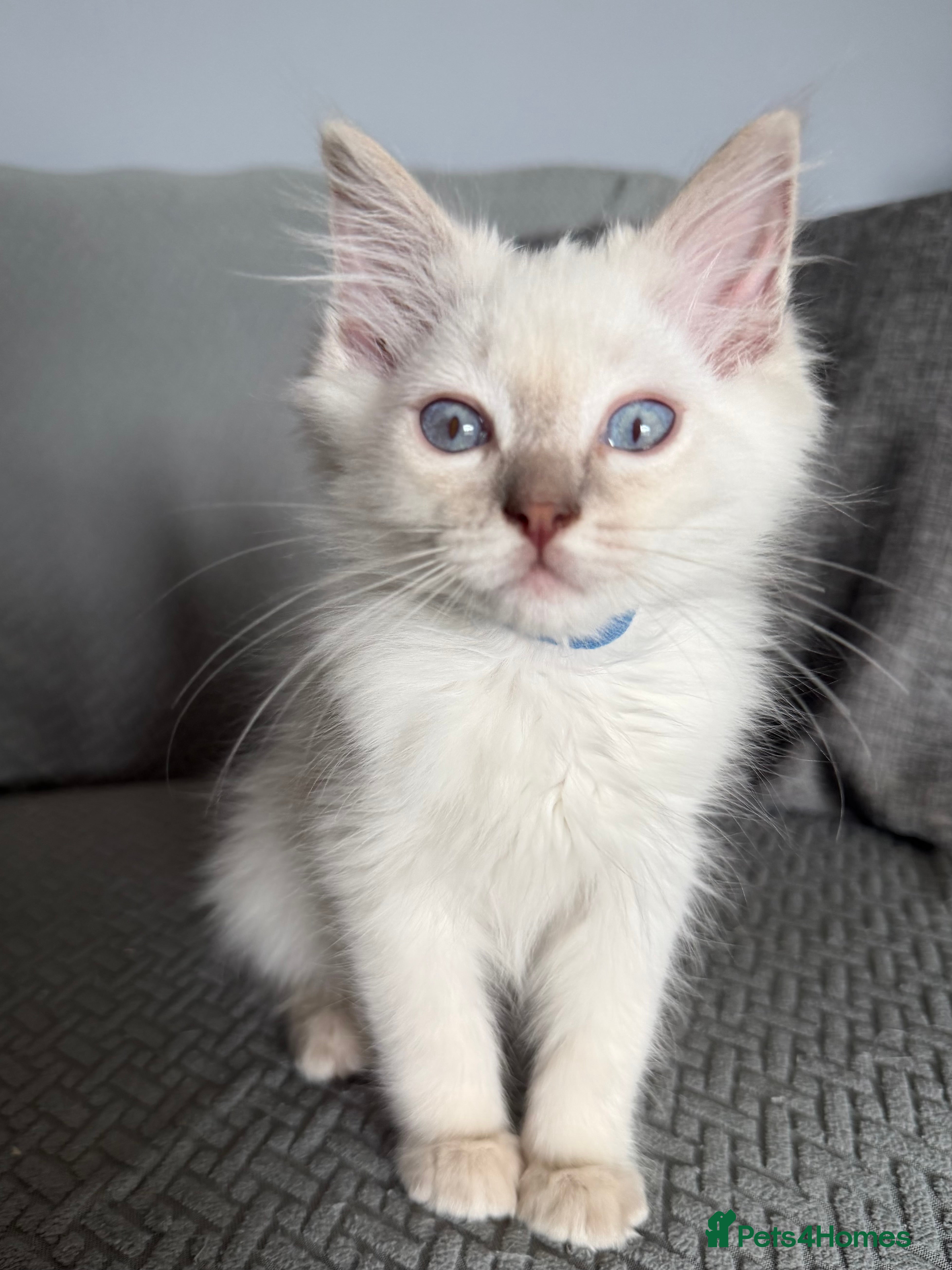 Ragdoll cats     💙 Stunning Pedigree Ragdoll Kittens GCCF - Advert 2