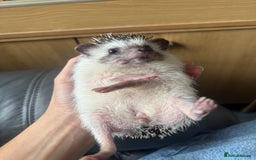 Pygmy Hedgehog rodents for sale: Female African Pygmy Hedgehog – all included - Image 2