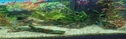 Swordtails fish for sale: Tropical fish for sale - Advert 3