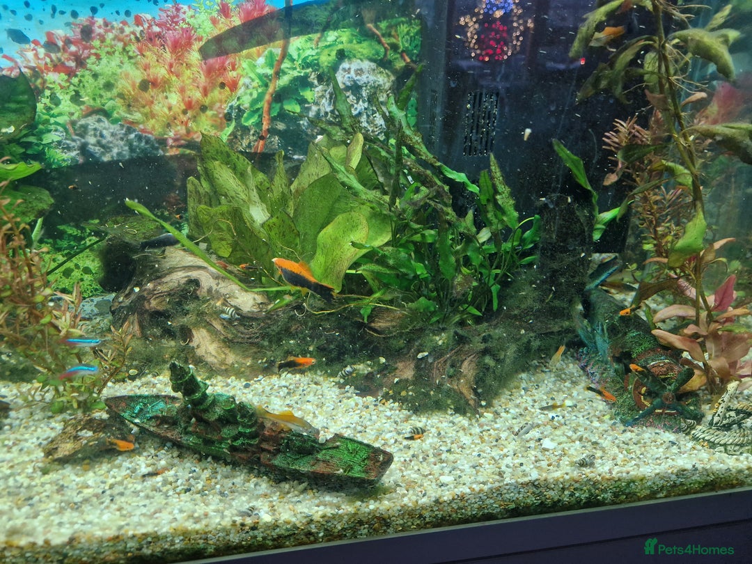 Swordtails fish for sale: Tropical fish for sale - Advert 3
