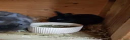 Netherland Dwarf rabbits for sale: Netherland Dwarfs - Advert 3