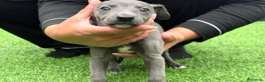 Whippet Puppy 5