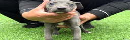 Whippet dogs for sale: Whipets Puppies - Advert 14