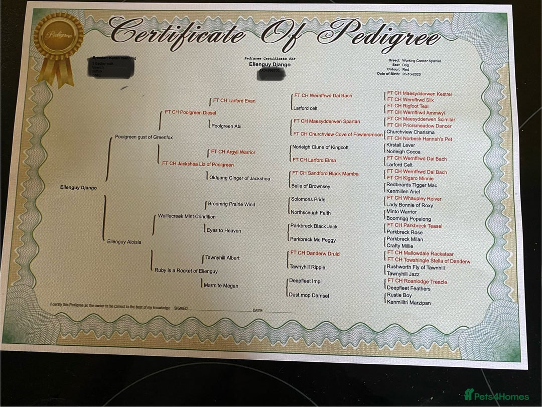 Cocker Spaniel dogs for stud: Fully health tested working Cocker Spaniel at Stud in Ipswich - Advert 10