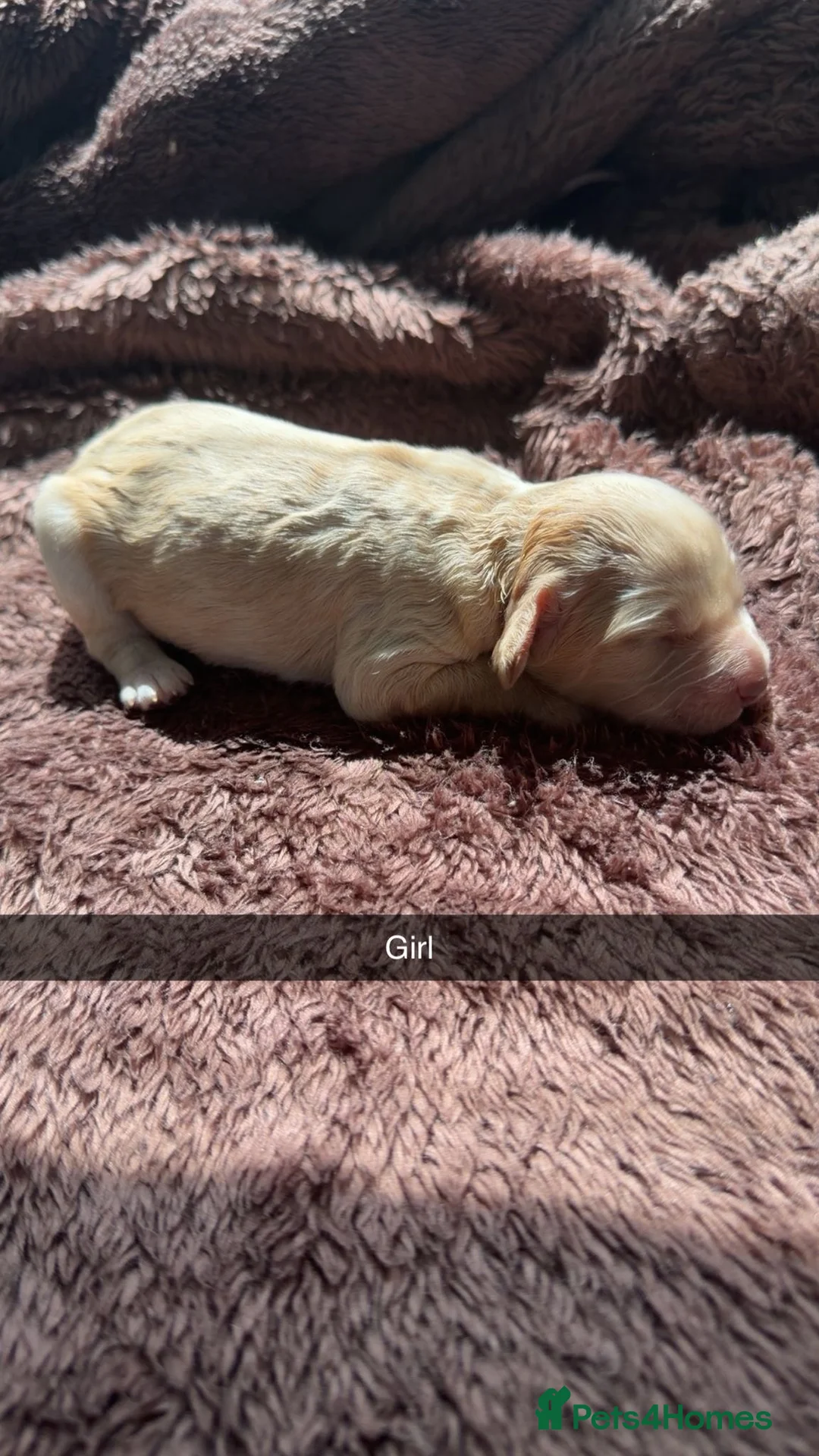 Cockapoo dogs for sale: Beautiful F1 cockapoo puppies - Advert 2