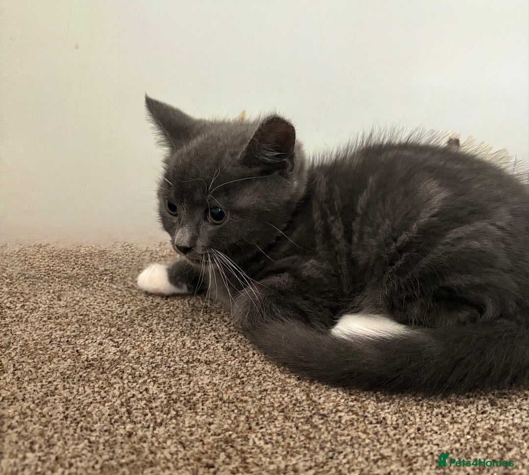 Chartreux cats for sale: Two male grey chartreuse kittens  - Image 3