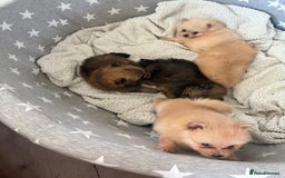 Pomeranian dogs for sale: ** Pomeranian Puppies 🐶🤍🐻🤎 - Image 12