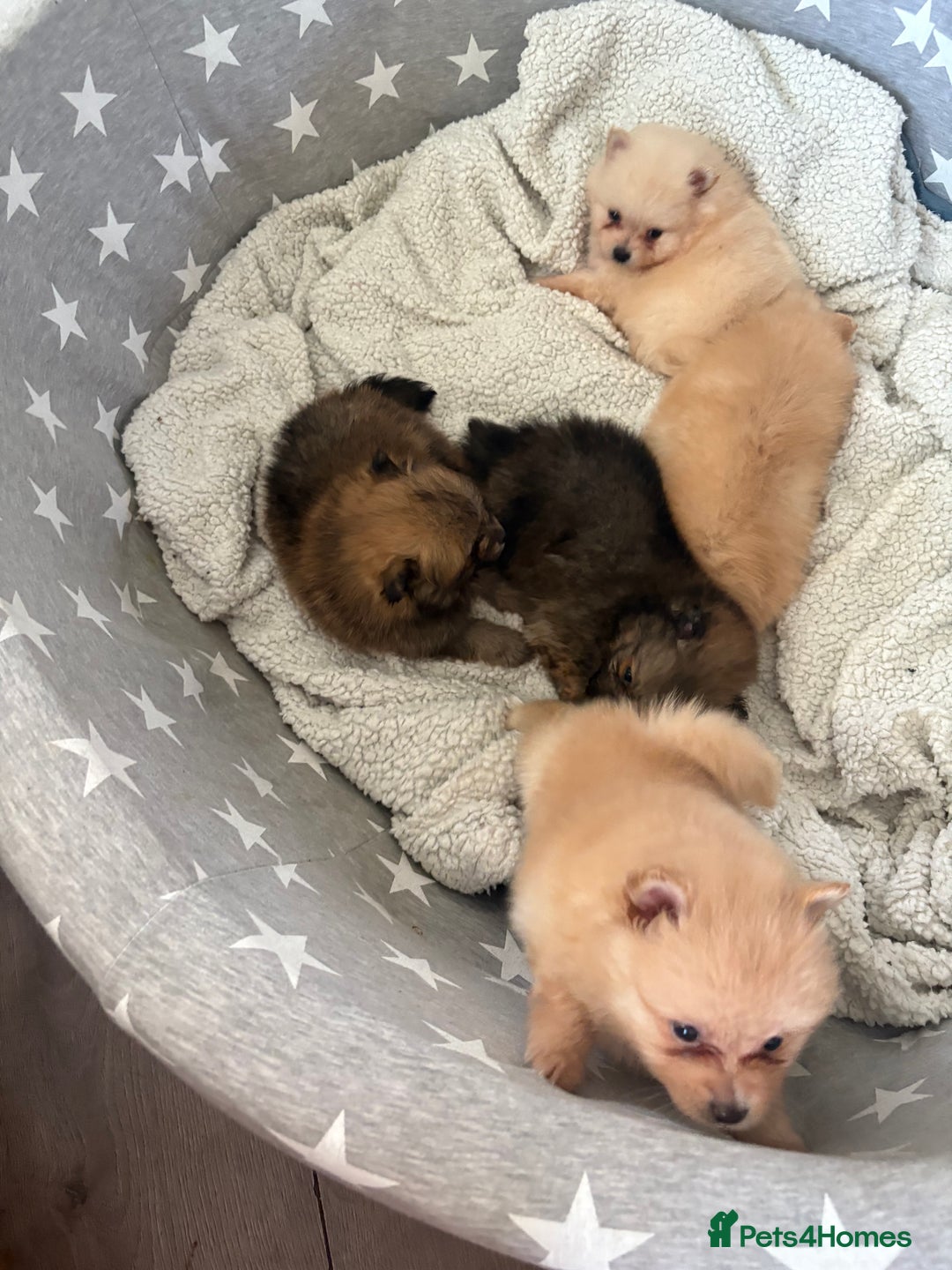 Pomeranian dogs for sale: ** Pomeranian Puppies 🐶🤍🐻🤎 - Image 12