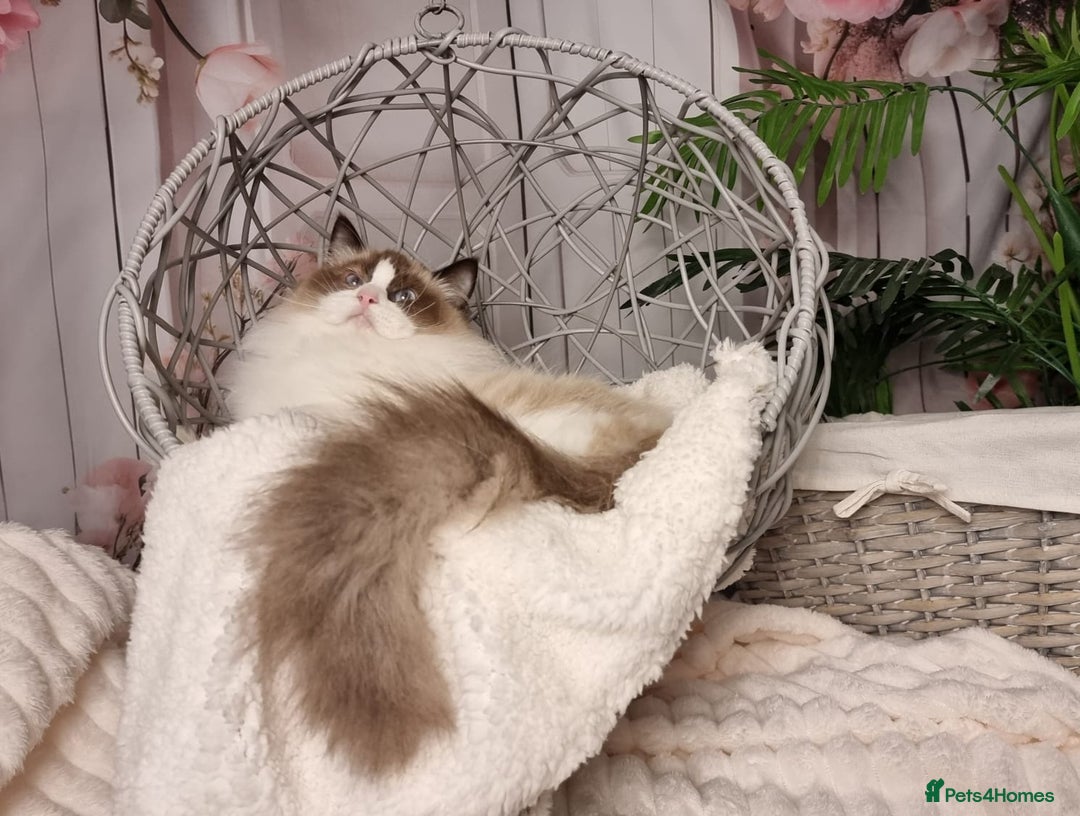 Ragdoll cats for sale: Quality Tica reg Ragdoll kittens  - Advert 15