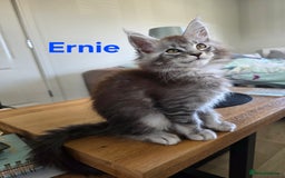 Maine Coon cats for sale: Rare Pure Breed Mainecoons - Image 1