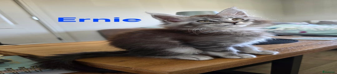 Ernie