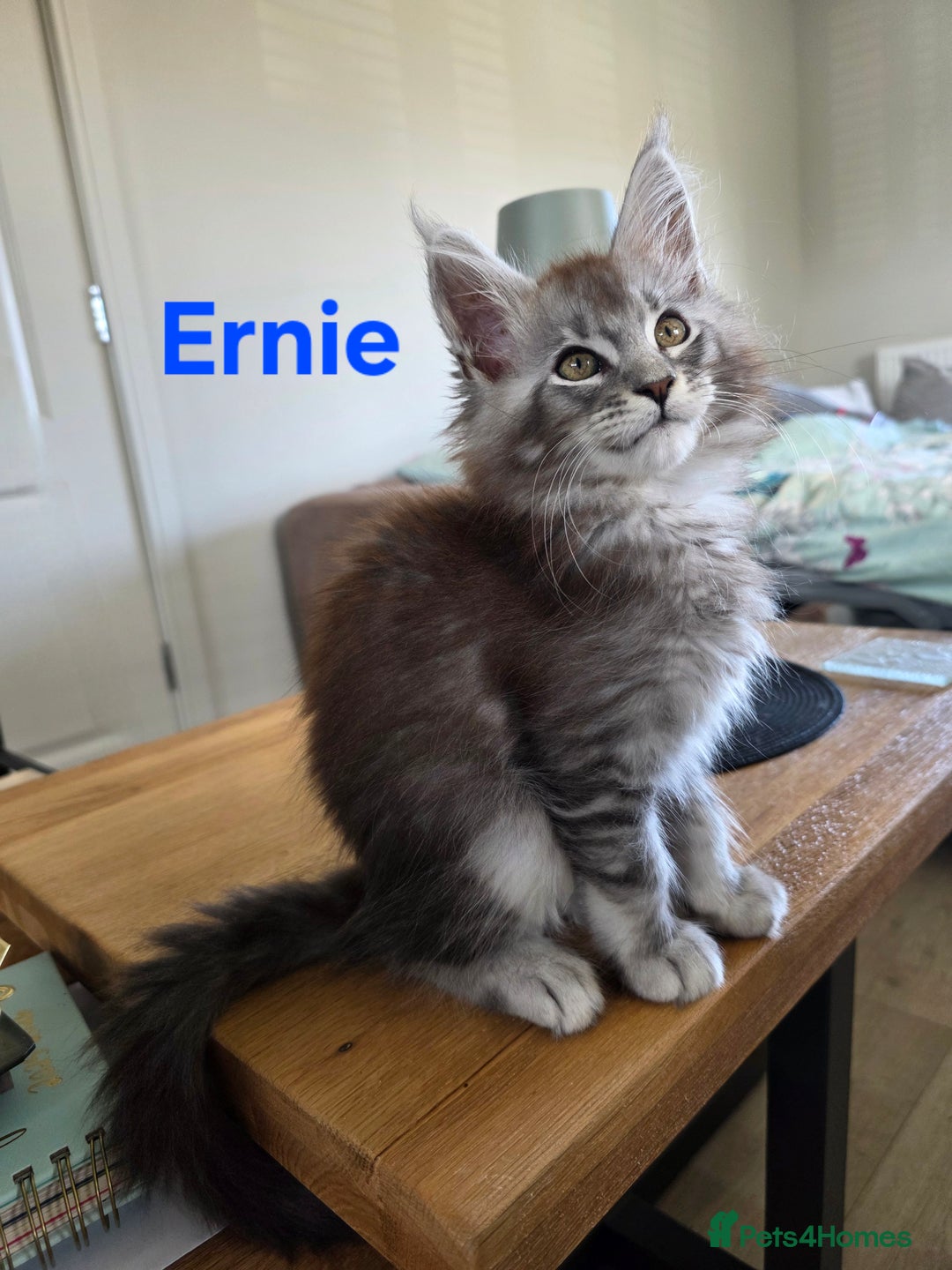 Maine Coon cats for sale: Rare Pure Breed Mainecoons - Image 1