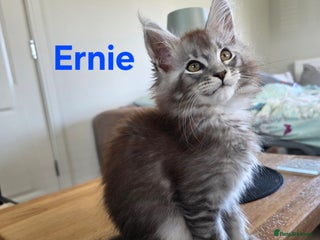 Maine Coon cats - Advert 3