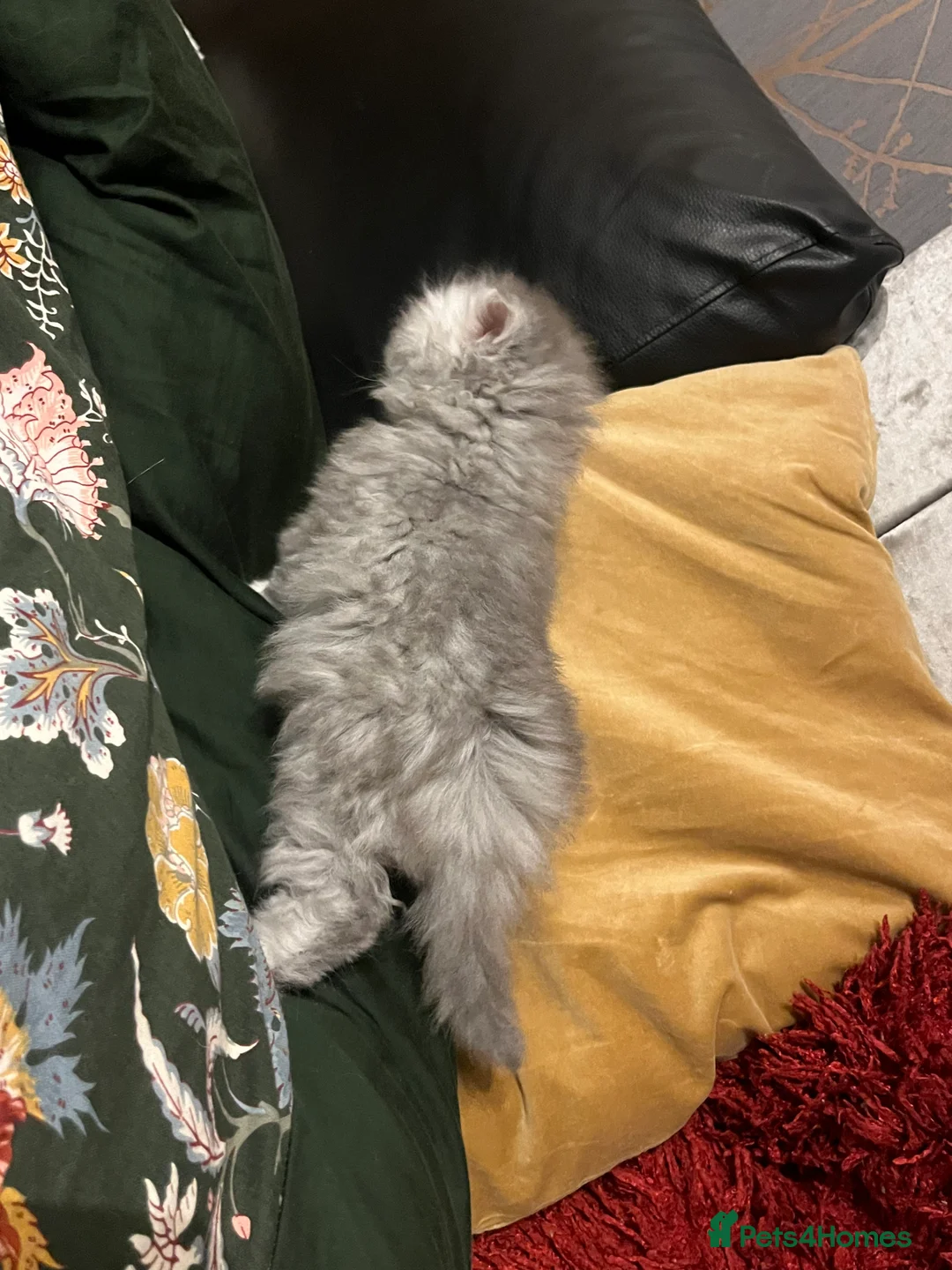 Persian cats for sale: SOLD .  - Advert 22