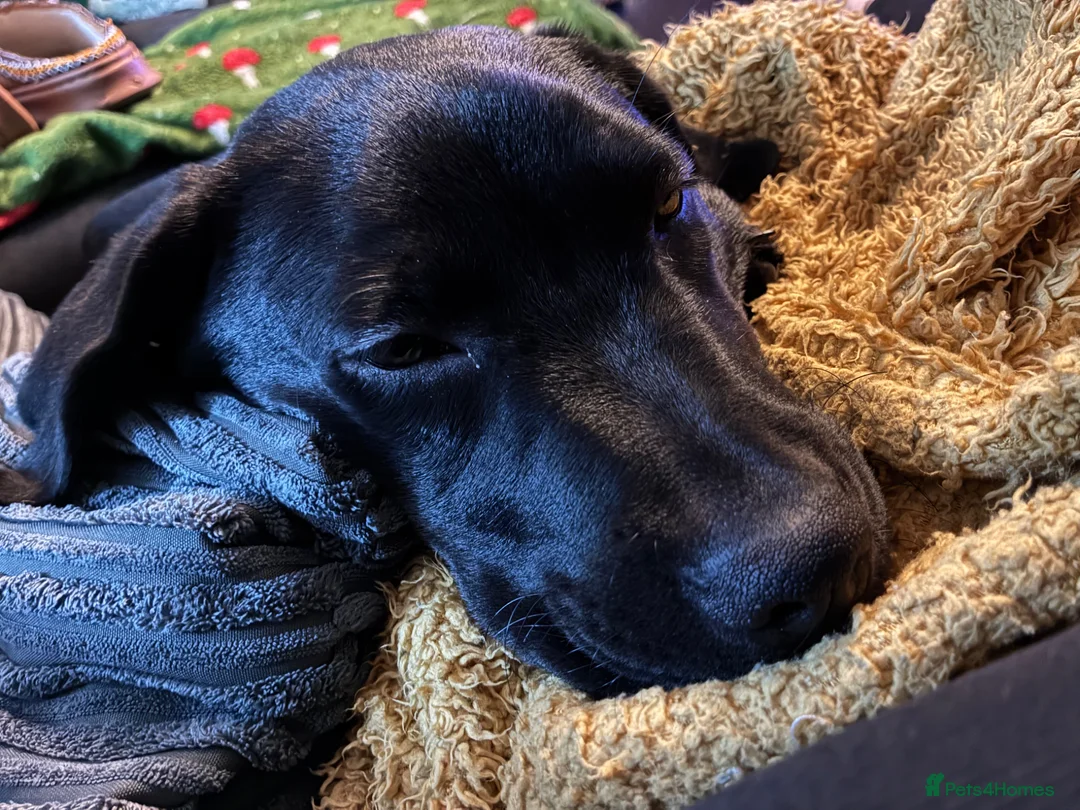 Mixed Breed dogs for sale: Beautiful 7-month-old puppy need a loving new home in Grimsby - Advert 2