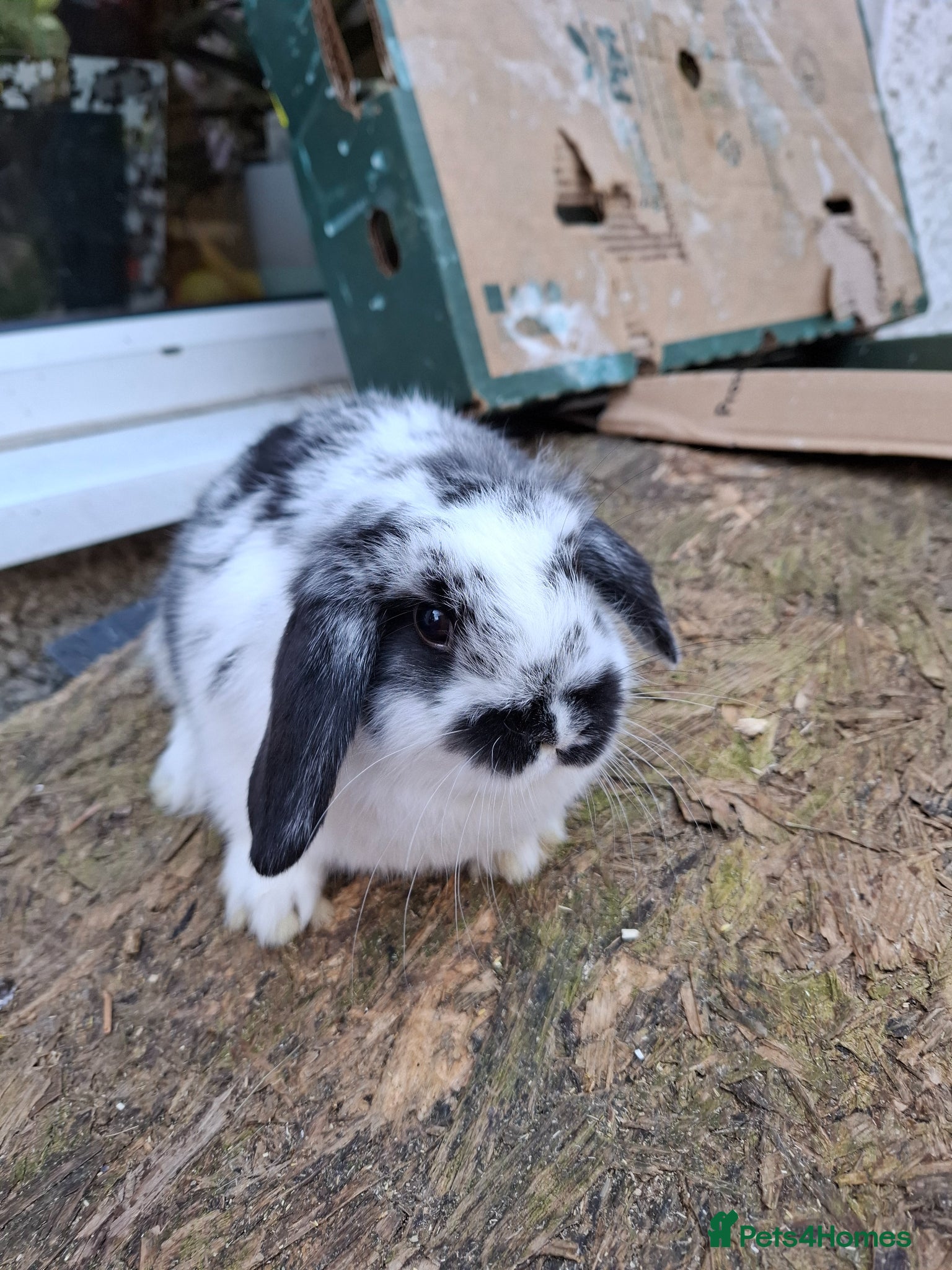 Mini Lop rabbits Mini Lops and Mini Lion Lops - Advert 15