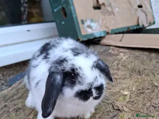 Mini Lop rabbits Mini Lops and Mini Lion Lops - Advert 15