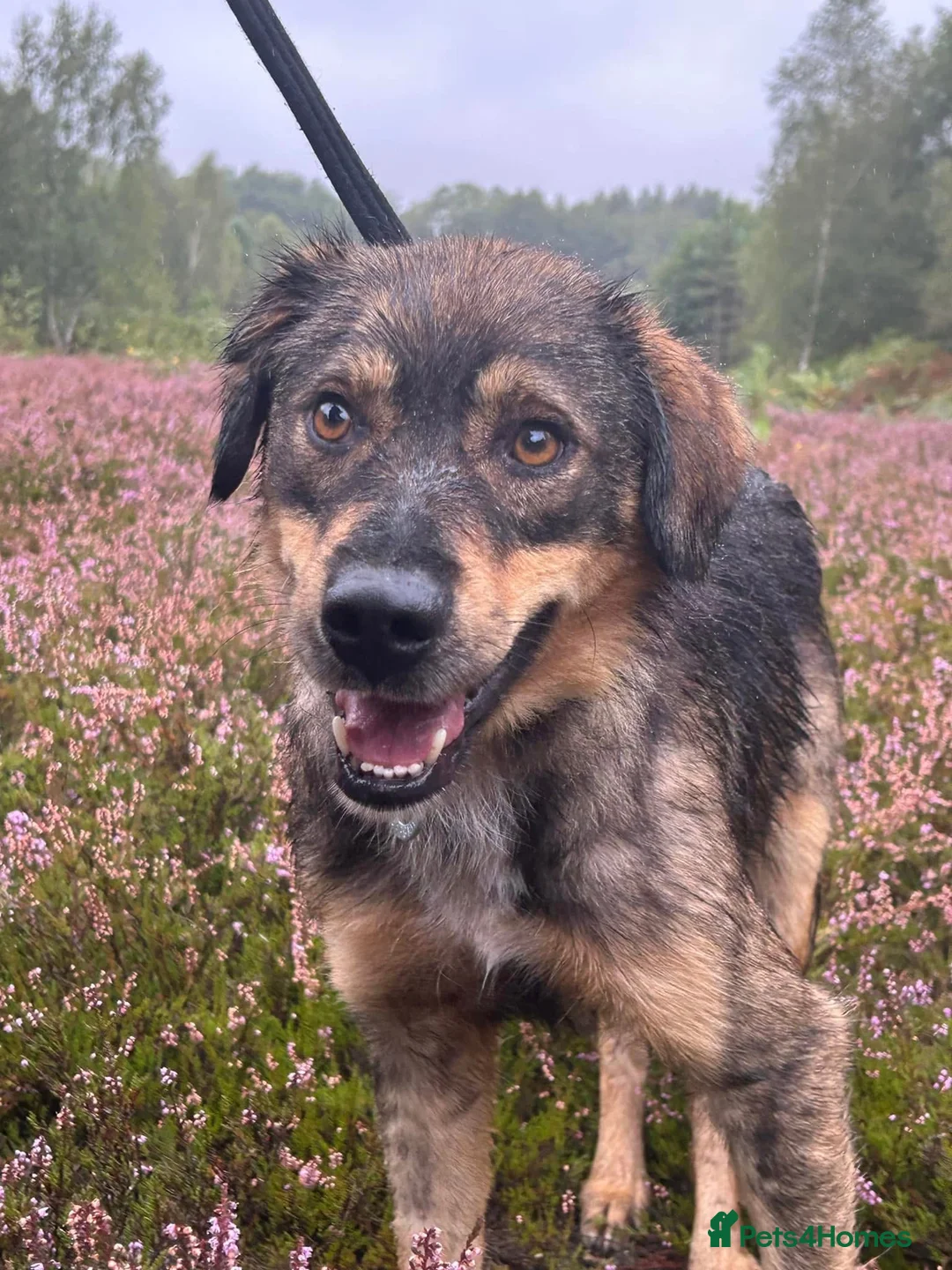 Mixed Breed dogs for adoption: Hovis - Norwich Norfolk  in Norwich - Advert 23