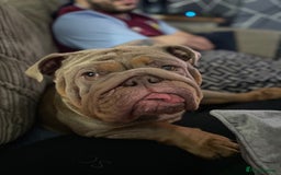 English Bulldog dogs for sale: English Bulldog 4.5years old  - Image 4