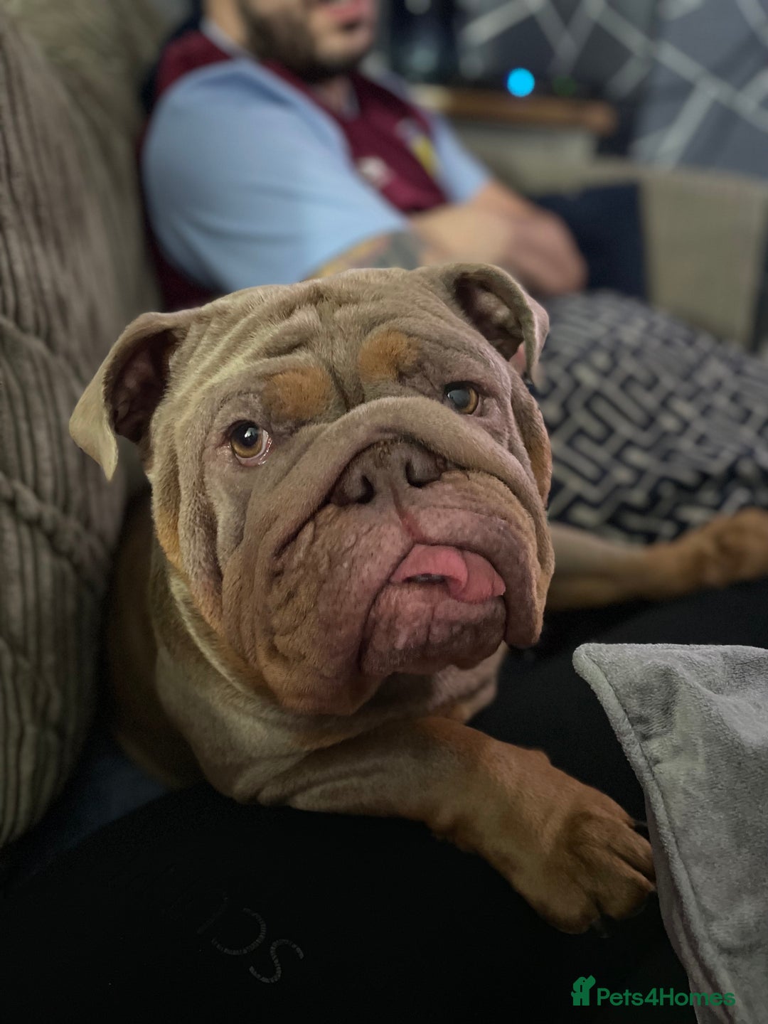 English Bulldog dogs for sale: English Bulldog 4.5years old  - Image 4