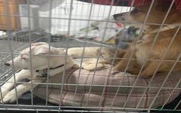 Mixed Breed dogs for sale: Beautiful mixed breed puppy! - Image 5