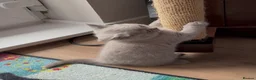 British Shorthair cats for sale: British Short Hair Blue and Lilac Adorable Kittens - Advert 12