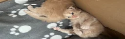 Maine Coon cats for sale: Stunning Maine coons - Advert 1