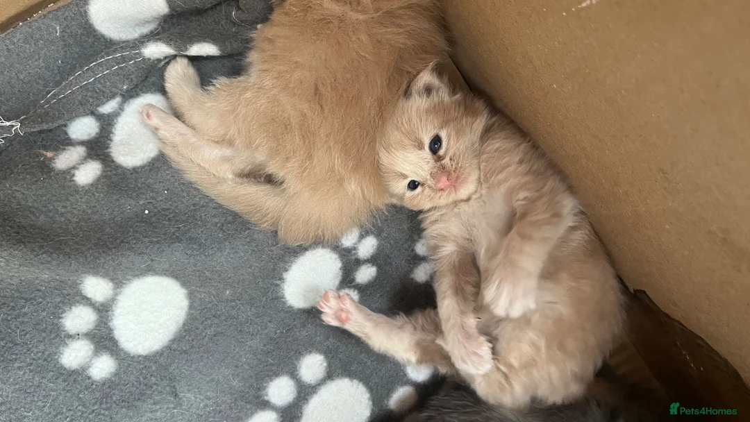 Maine Coon cats for sale: Stunning Maine coons - Advert 1