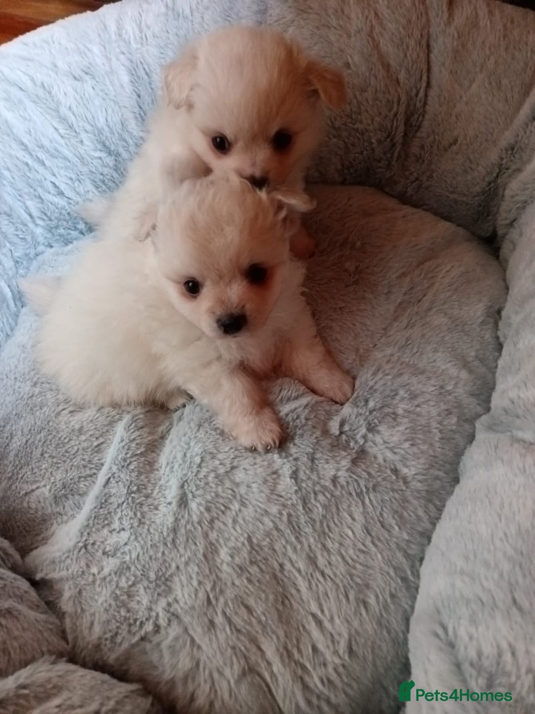 Pomeranian dogs for sale: Cream/White Pomeranian Puppy 10 Months Old  - Image 5
