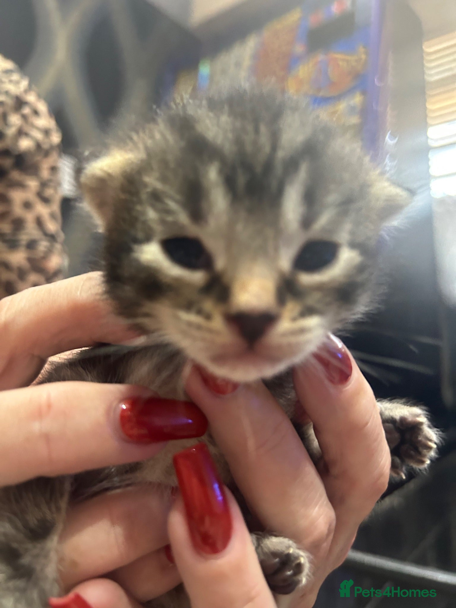 Bengal cats Bengal x kittens ready end of August 2 girls left  - Advert 11