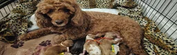 Cavapoo dogs for sale: 3 F1 Cavapoo’s health tested  - Advert 2