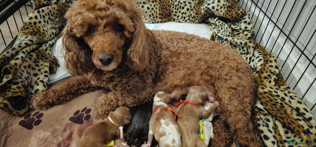 Cavapoo dogs for sale: 3 F1 Cavapoo’s health tested  - Advert 2