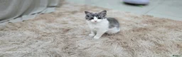 Norwegian Forest Cat cats for sale: Norwegian forest kitten - Advert 4