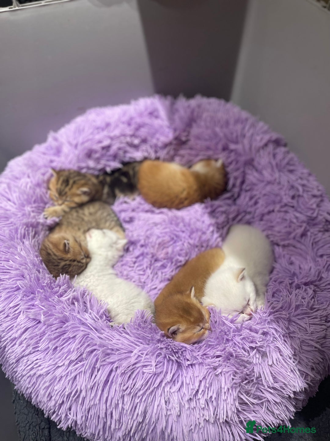 British Shorthair cats for sale: British shorthairs  - Advert 6