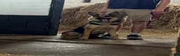 German Shepherd dogs for sale: Beautiful German Shepherd Puppies for Sale. - Advert 2
