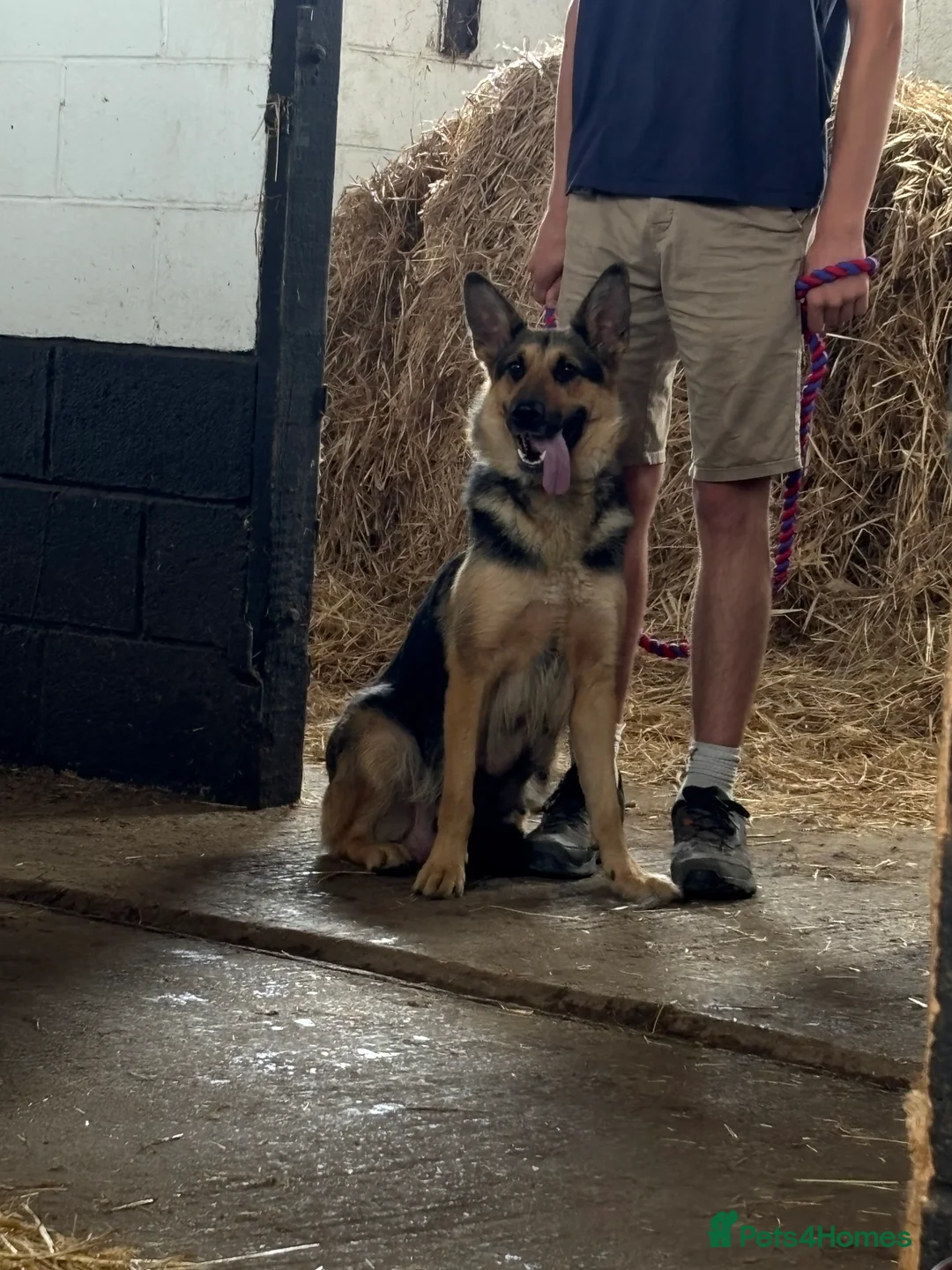 German Shepherd dogs for sale: Beautiful German Shepherd Puppies for Sale. - Advert 2