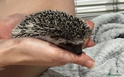Pygmy Hedgehog rodents for sale: Male - Pigmy Hedgehog  in Chelmsford - Image 3