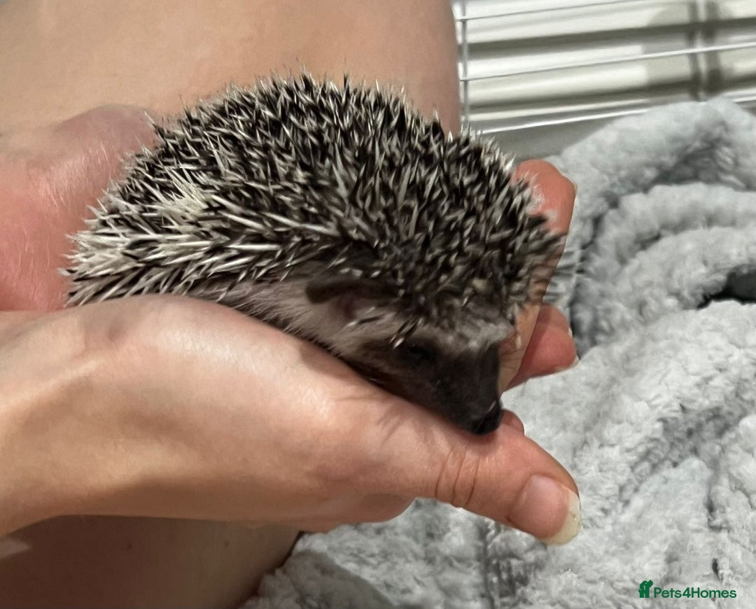 Pygmy Hedgehog rodents for sale: Male - Pigmy Hedgehog  in Chelmsford - Image 3