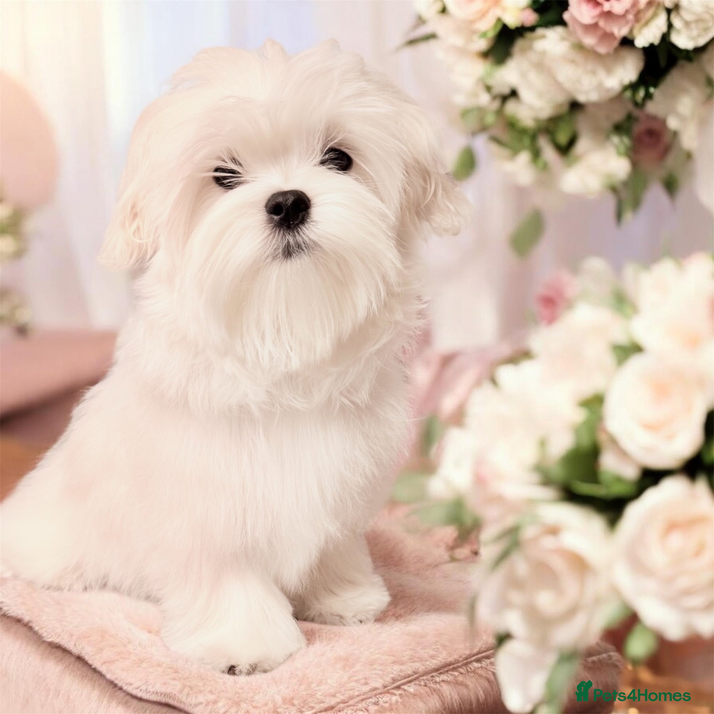 Maltese dogs 💎Last Boy Show Line Korean Maltese  Available💎 - Advert 4