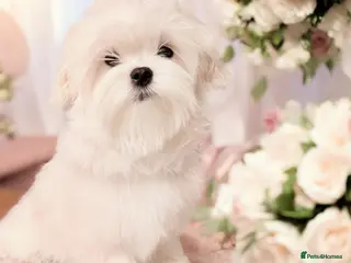 Maltese dogs 💎Last Boy Show Line Korean Maltese Available💎 - Advert 4