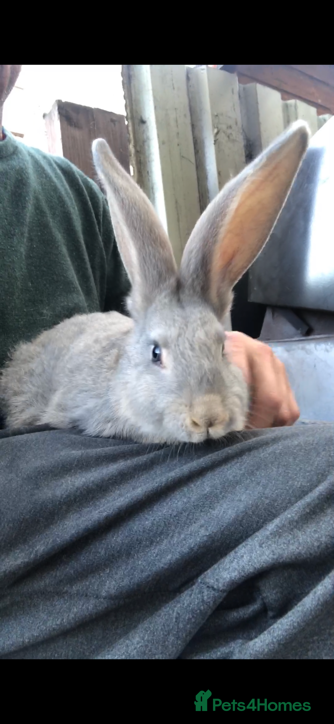 Continental Giant rabbits for sale: Continental giants  - Advert 4