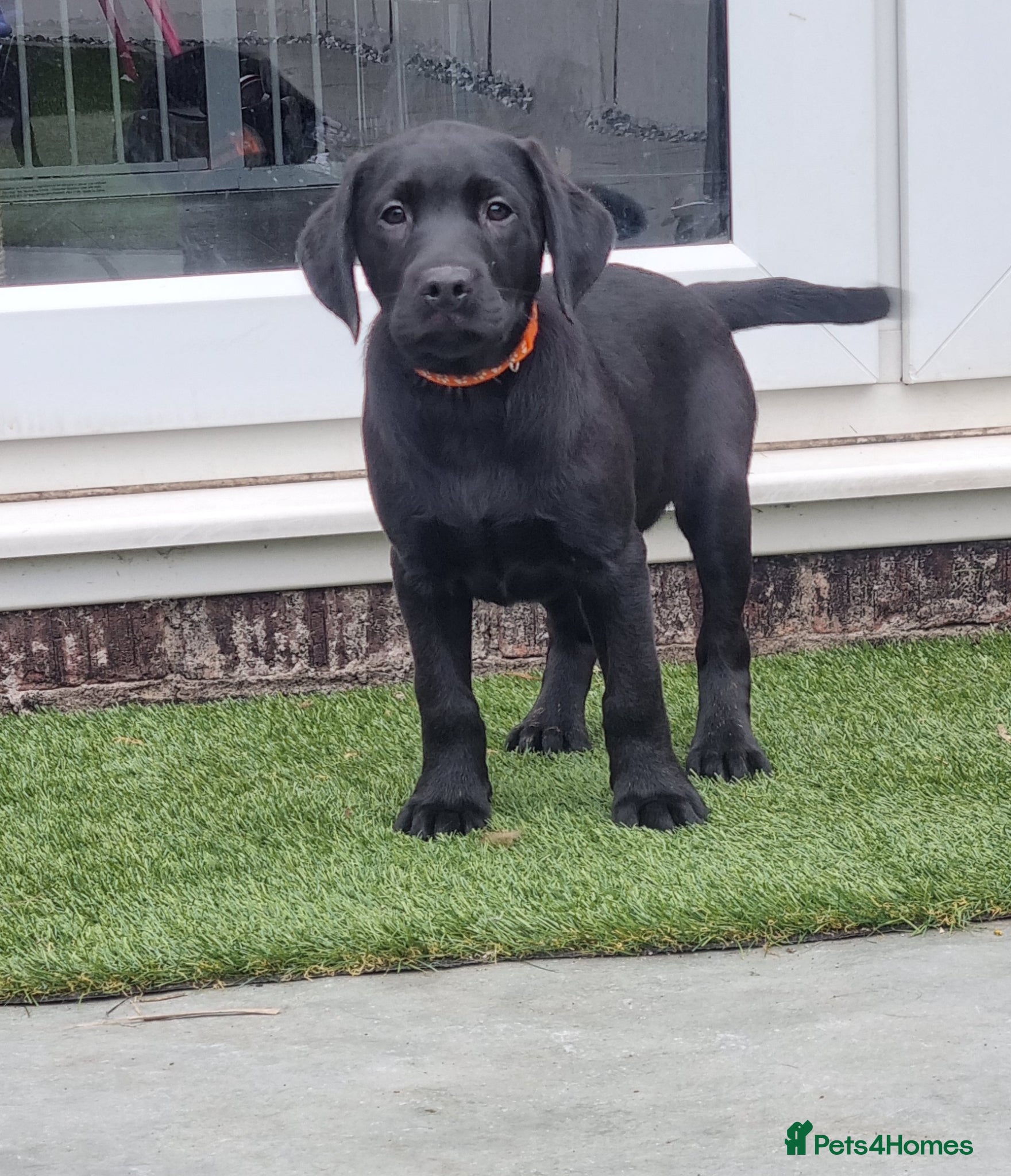 Labrador Retriever dogs KC BLACK LABRADOR PUPPIES - Advert 18